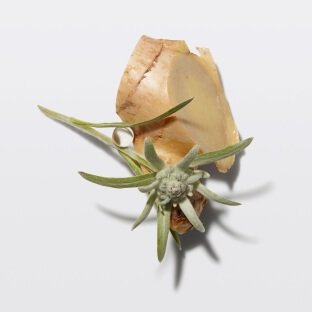 ingredientes genesis edelweiss gengibre
